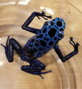 A parental dart frog carries a tiny black tadpole on its back to a watery destination, typically a bromeliad, where the tadpole will then grow and develop.