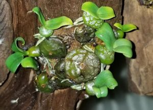 Bulbophyllum pollicolosum; when it drops these tiny leaves, they'll be replaced by a tiny show of flowers!