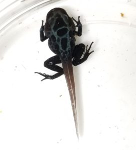 A metamorph, nearly ready to leave the water for a terrestrial life.
