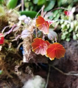The incredible blossoms of Lepanthes telipogoniflora.