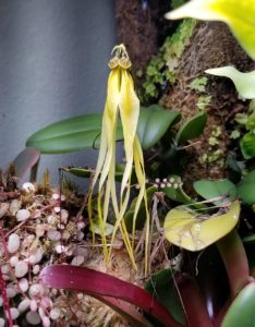 Bulbophyllum sp.