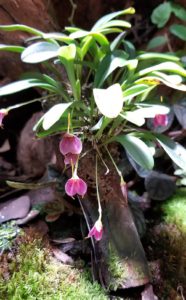 Masdevallia sp.