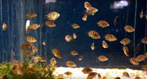 Some of Jim Cumming's juvenile Banded Chromides.