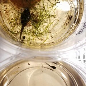 A recently hatched tadpole (below) is dwarfed by a sibling that's a couple months older.