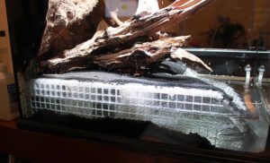 Water testing. Note that the false bottom stops short, and does not extend to the very edge and the glass. Fluval substrate is added alongside to conceal the structure from view.