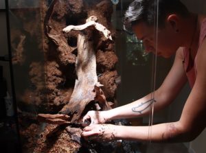 Dr. Ho, adding the terrestrial substrates to the vivarium.
