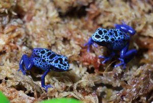 Azureus Dart Frogs, Dendrobates tinctorius.