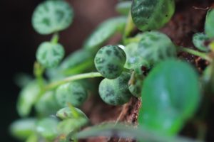 Creeping plants like this Peperomia prostrata add texture and fill in around larger plants.