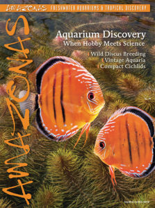 AMAZONAS Magazine, Volume 7, Number 1, AQUARIUM DISCOVERY, highlights the interconnect world of science and the aquarium keeping hobby.. On the cover: Wild-Caught Discus from Peter Glunz, with a background of Rotala wallichii, photographed by Michael J. Tuccinardi.