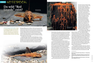 In this issue's AQUATIC NOTEBOOK: Investigating the origins of the Red Lizard Whiptail Catfish, saving a native killifish, a homemade snail & shrimp trap, attending England's Coryvention, and new Rhinogobius species.