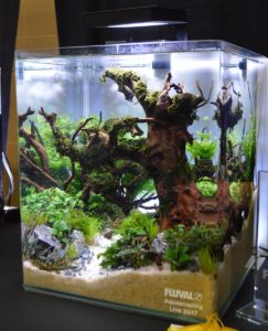 3rd Place Aquascape by Vang Thao