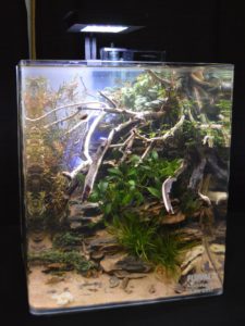 Aquascape by Joe Strybel