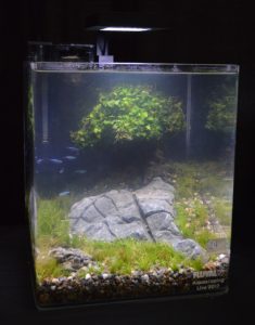 Aquascape by Sam Rutka