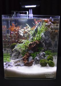 Aquascape by Brady Kerewich