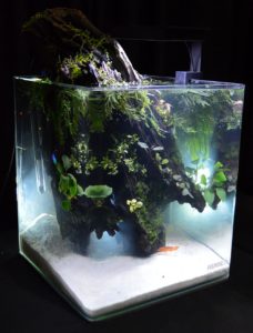 A second look at the aquascape by Nam Nguyen