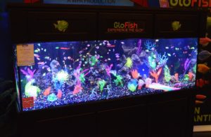 How many of the new fluorescent sharks can you spot in this Glofish display from 2017's Aquatic Experience-Chicago. Image copyright: Matt Pedersen