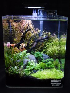 Aquascape by Erachio McCombs