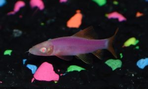 The GloFish Shark, one of several on display at the Aquatic Experience-Chicago, in early November, 2017. Image: Matt Pedersen