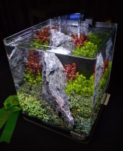 This aquascape by Hunter Koerner took 6th place.