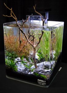 Aquascape by Jo Ann Fujii