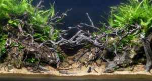 A gorgeous entry in the 2017 Aquascaping Live! large tank competition; this aquascape was created by Phil Kerewich and Jake Zucker.
