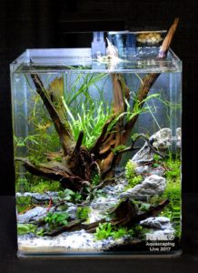 Aquascape by Amanda Elridge