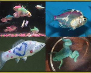 Green Bay Aquarium Society launches a campaign to end the trade in dyed fish and amphibians in their regional market.