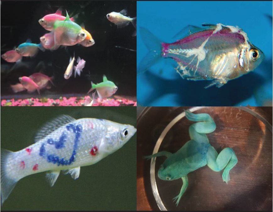 Death by Dye: Ending the Sale of Dyed Fish in Northeast Wisconsin