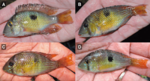 From the paper: Gymnogeophagus taroba, coloration of live specimens immediatelly after capture. (A-B) IBIGEO-I 449, paratype specimens, 87.8 mm, 79.8 mm. (C-D) MLP uncat., Říčan et al., February 2014, data as holotype.