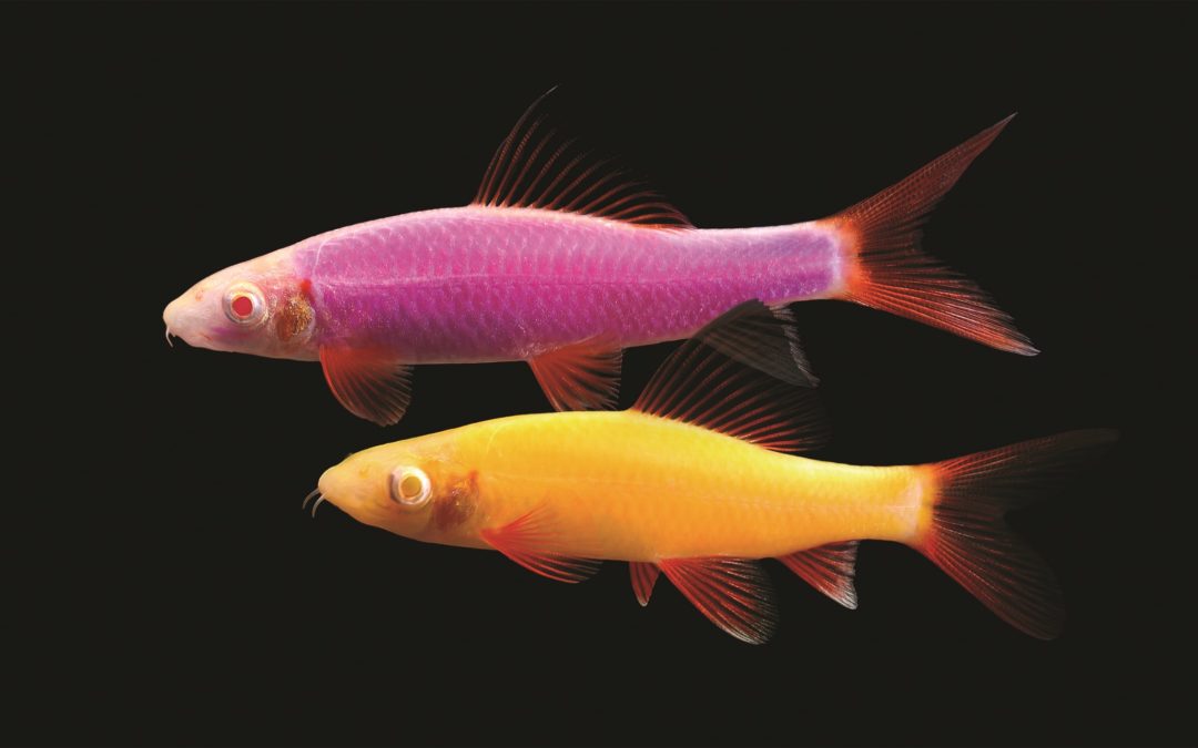 Fluorescent Sharks Now Lurking At Your Pet Shop