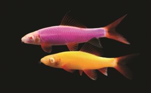 Initially teased in fall 2017 (and on display at the Aquatic Experience - Chicago), the ablino form of the Rainbow Shark paves the way for a new GloFish transgenic variety, adding bottom-dwelling fish to the popular GloFish product line.