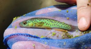 The Barrens Topminnow, Fundulus julisia, is proposed to be an endangered species. Image: US FWS