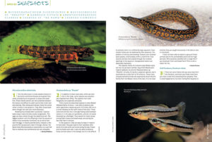 AMAZONAS Magazine’s must-read Species Snapshots reveal what's new, exciting, or flying below the radar in the freshwater aquarium trade. In this issue: a South American Micro-Darter (Microcharacidium eliotroides), an unidentified Spiney Eel from Malawai (Mastacembelus sp. "Rosette"), Gulf Gambusia (Gambusia vittata), Marbled Knifefish (Adonosternachus clarkae), Da Nang Giant Danio, (Laubuka sp. "Danag"), and Siamese Giant Danio (Laubuka siamensis).