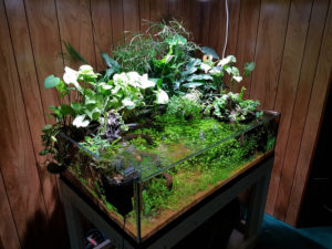 Foliage of many shapes, textures and colors in 'The Celestial Swam