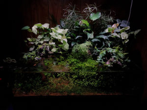 Subdued lighting under dimmable LEDs brings out subtle details in plant lusters and hues.