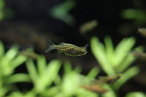 Danio tinwini plies the submerged aquatic realm.