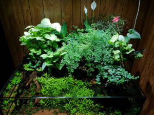 Exuberant plant growth above water and submerged.