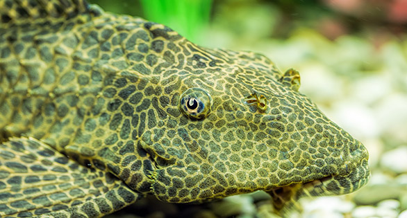 Mapping a Global Pleco Plague