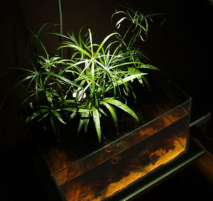 Nano Riparium Display Illuminated with PAR38 Pendant LED Lamp