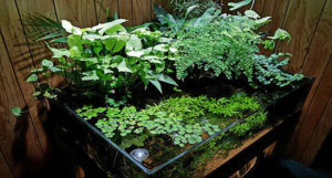'The Celestial Swamp' - Riparium Aquascape by Nigel Tobey