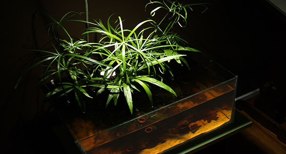 An Elegant Lighting Solution for Nano Tanks, Vases, Terrariums & Wabi Kusa