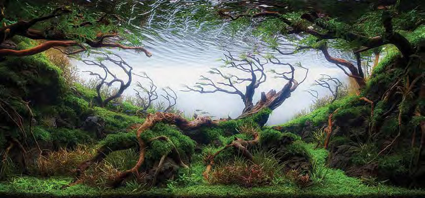 Enchanting Aquascapes: AGA Aquascape Winners 2017