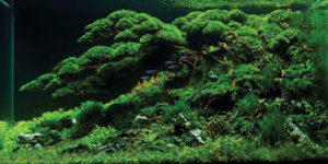 “Follow Me 2," 2017 Winner of the 60-120 L category. Aquascape by Heri Amir from Malang, East Java Indonesia