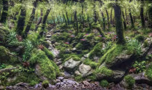 “Montseny," 2017 Winner of the 120-200 L category. Aquascape by Bernat Hosta Rovira from Barcelona, Spain.