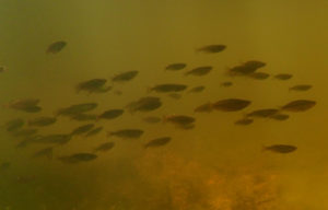 A large school of Running River Rainbowfish a month or so after their introduction to the initial release pool