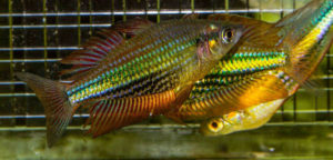 Running River Rainbowfish photographed in the breeding tanks at University of Canberra.