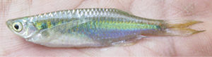 Laubuka tenella, paratype from the type locality, photographed alive immediately upon capture.