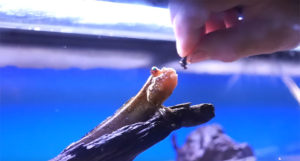 A mudskipper eagerly awaits a tasty treat at ABC Aquarium in Penfield, NY.