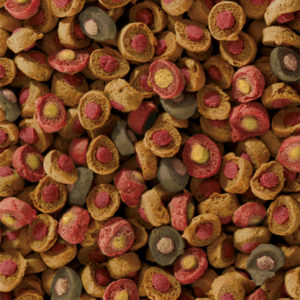 A detailed look at sera's newest Koi feed, All Seasons Probiotic