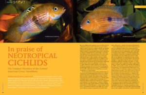 Neotropical Cichlids have, at times, received a bad rap. Dr. Paul V. Loiselle writes in praise of worthwhile compact cichlids in a novel genus, whose members were formerly known under more familiar names—Heros, Cichlasoma, Cryptoheros, and Archocentrus—and are now grouped as Amatitlania.